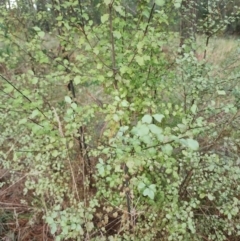 Pittosporum tenuifolium at Giralang, ACT - 25 Jun 2024