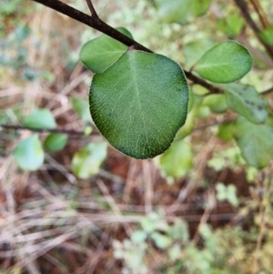 Pittosporum tenuifolium at Giralang, ACT - 25 Jun 2024