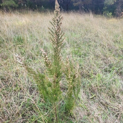 Erica lusitanica (Spanish Heath ) at Giralang, ACT - 25 Jun 2024 by HarleyB