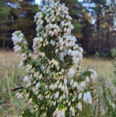 Erica lusitanica at Giralang, ACT - 25 Jun 2024