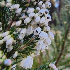 Erica lusitanica at Giralang, ACT - 25 Jun 2024