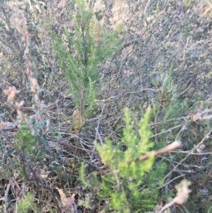 Erica lusitanica at Percival Hill - 25 Jun 2024