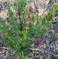 Erica lusitanica at Percival Hill - 25 Jun 2024 02:17 PM