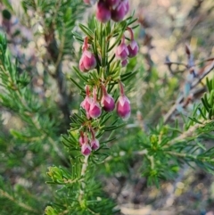 Erica lusitanica at Percival Hill - 25 Jun 2024