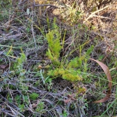 Erica lusitanica (Spanish Heath ) at Percival Hill - 25 Jun 2024 by HarleyB