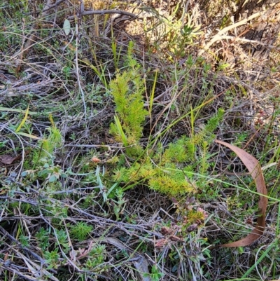 Erica lusitanica (Spanish Heath ) at Percival Hill - 25 Jun 2024 by HarleyB