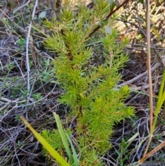 Erica lusitanica at Percival Hill - 25 Jun 2024