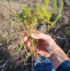 Erica lusitanica at Percival Hill - 25 Jun 2024