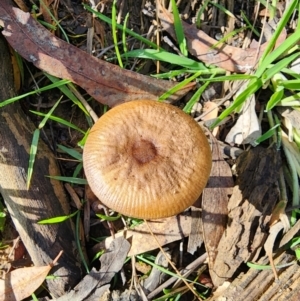 Oudemansiella gigaspora group at Percival Hill - 25 Jun 2024