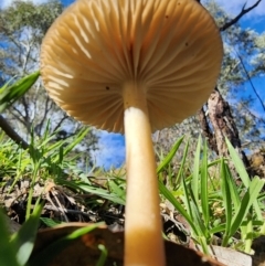 Oudemansiella gigaspora group at Percival Hill - 25 Jun 2024 12:21 PM