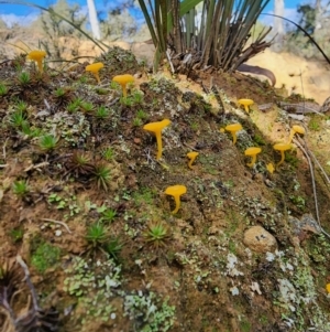 Lichenomphalia chromacea at Percival Hill - 25 Jun 2024