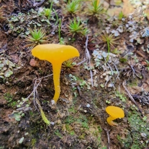 Lichenomphalia chromacea at Percival Hill - 25 Jun 2024