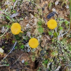 Lichenomphalia chromacea at Percival Hill - 25 Jun 2024