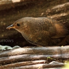 Atrichornis rufescens (Rufous Scrubbird) at Lamington National Park - 4 Oct 2015 by MichaelBedingfield