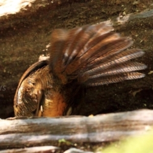 Atrichornis rufescens at Lamington National Park - suppressed