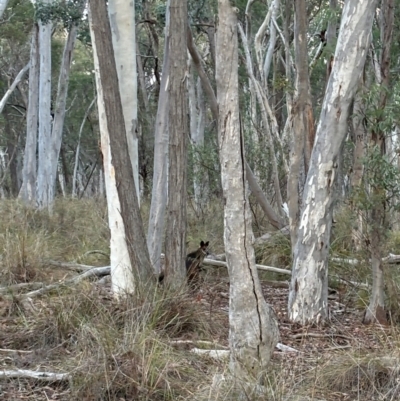 Wallabia bicolor (Swamp Wallaby) at Black Mountain - 26 Jun 2024 by Choyster