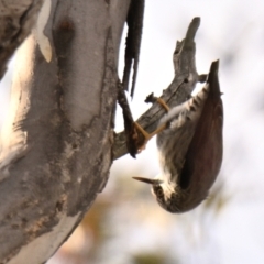 Daphoenositta chrysoptera (Varied Sittella) at Woodstock Nature Reserve - 26 Jun 2024 by Thurstan