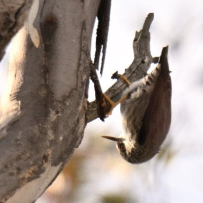 Daphoenositta chrysoptera (Varied Sittella) at Woodstock Nature Reserve - 26 Jun 2024 by Thurstan