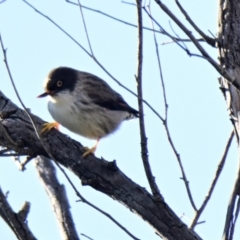 Daphoenositta chrysoptera at Woodstock Nature Reserve - 26 Jun 2024