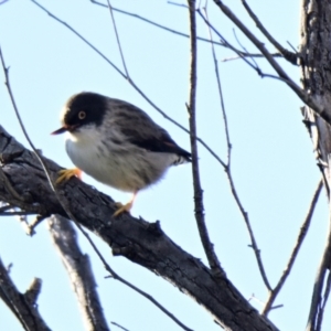 Daphoenositta chrysoptera at Woodstock Nature Reserve - 26 Jun 2024