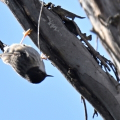 Daphoenositta chrysoptera at Woodstock Nature Reserve - 26 Jun 2024