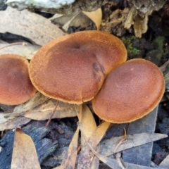 Unverified Cap on a stem; gills below cap [mushrooms or mushroom-like] at Gungaderra Grasslands - 26 Jun 2024 by trevorpreston