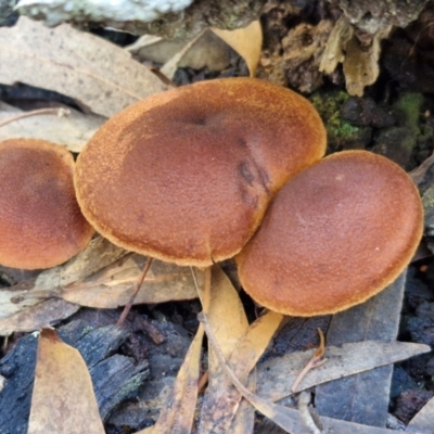 Unverified Cap on a stem; gills below cap [mushrooms or mushroom-like] at Gungaderra Grasslands - 26 Jun 2024 by trevorpreston