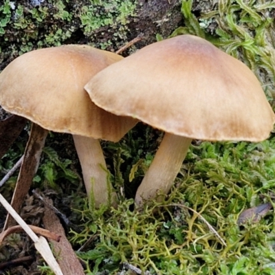 Cortinarius sp. (Cortinarius) at Gungaderra Grasslands - 26 Jun 2024 by trevorpreston