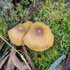 Cortinarius sp. at Gungaderra Grasslands - 26 Jun 2024