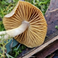 Cortinarius sp. at Gungaderra Grasslands - 26 Jun 2024