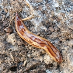 Anzoplana trilineata (A Flatworm) at Gungaderra Grasslands - 26 Jun 2024 by trevorpreston