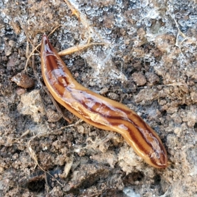 Anzoplana trilineata (A Flatworm) at Gungaderra Grasslands - 26 Jun 2024 by trevorpreston