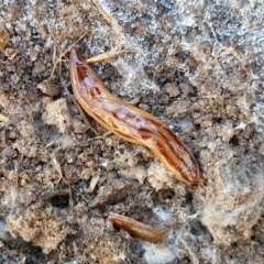 Anzoplana trilineata at Gungaderra Grasslands - 26 Jun 2024