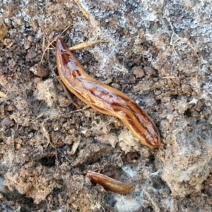 Anzoplana trilineata at Gungaderra Grasslands - 26 Jun 2024