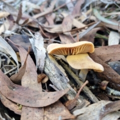 Cortinarius sp. (Cortinarius) at Crace, ACT - 26 Jun 2024 by trevorpreston