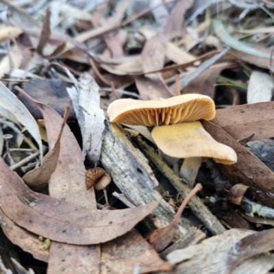 Cortinarius sp. (Cortinarius) at Crace, ACT - 26 Jun 2024 by trevorpreston