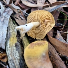 Cortinarius sp. at Crace, ACT - 26 Jun 2024