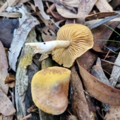 Cortinarius sp. at Crace, ACT - 26 Jun 2024