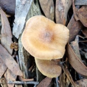 Cortinarius sp. at Crace, ACT - 26 Jun 2024