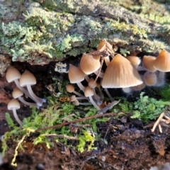 Mycena sp. (Mycena) at Gungaderra Grasslands - 26 Jun 2024 by trevorpreston