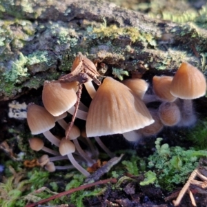 Mycena sp. at Gungaderra Grasslands - 26 Jun 2024