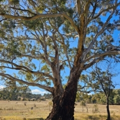 Eucalyptus melliodora (Yellow Box) at Taylor, ACT - 26 Jun 2024 by Jiggy