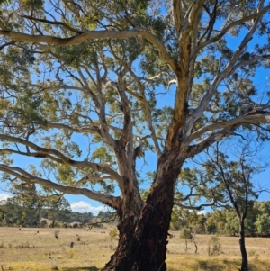 Eucalyptus melliodora at Taylor, ACT - 26 Jun 2024