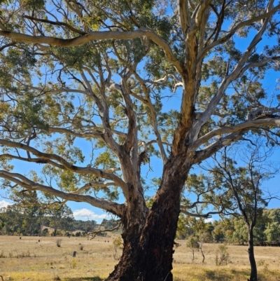 Eucalyptus melliodora (Yellow Box) at Taylor, ACT - 26 Jun 2024 by Jiggy