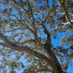 Eucalyptus melliodora at Taylor, ACT - 26 Jun 2024