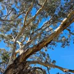 Eucalyptus melliodora at Taylor, ACT - 26 Jun 2024