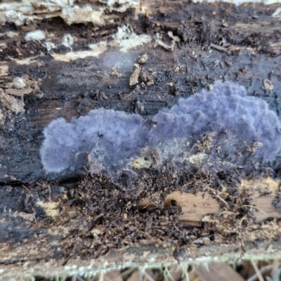 Pseudotomentella larsenii at Gungaderra Grasslands - 26 Jun 2024 by trevorpreston