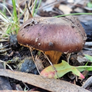 Cortinarius sp. at Gungaderra Grasslands - 26 Jun 2024 12:48 PM