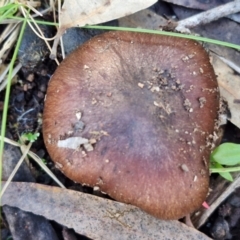 Cortinarius sp. at Gungaderra Grasslands - 26 Jun 2024 12:48 PM