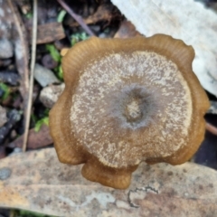 Unidentified Cap on a stem; gills below cap [mushrooms or mushroom-like] at Gungaderra Grasslands - 26 Jun 2024 by trevorpreston